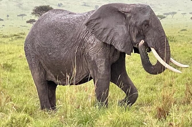 Amboseli national park over night - Why Amboseli works well for a two-day safari