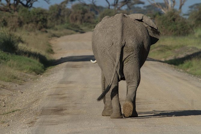 Amboseli Park & Kilimanjaro views Day tour - Entering Amboseli around 8:30 a.m.
