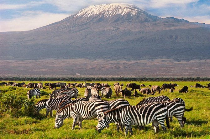 Amboseli Park & Kilimanjaro views Day tour - Hunting for Kilimanjaro between animal sightings