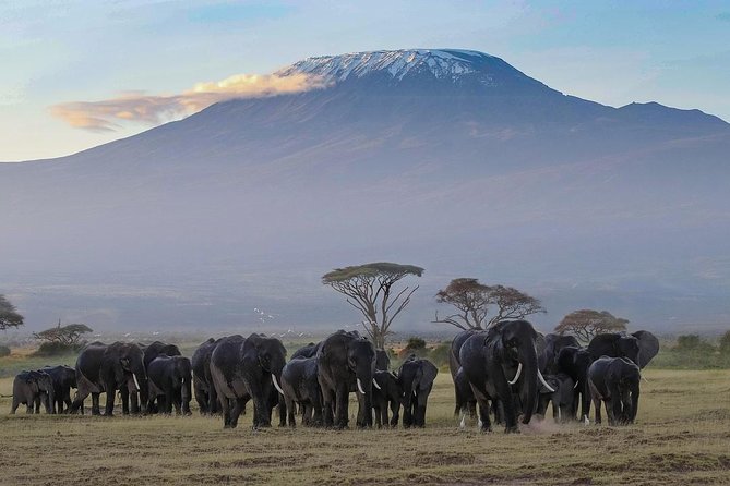 Amboseli Park & Kilimanjaro views Day tour - Adding a Maasai village visit