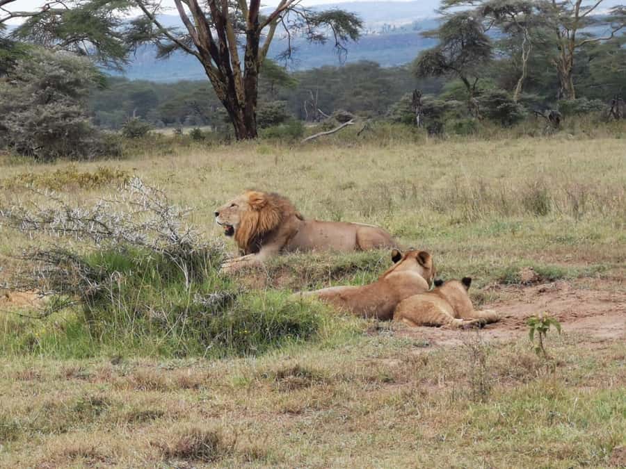 Amboseli Wildlife Day Tour And Masai Village Visit - Key points to know before booking