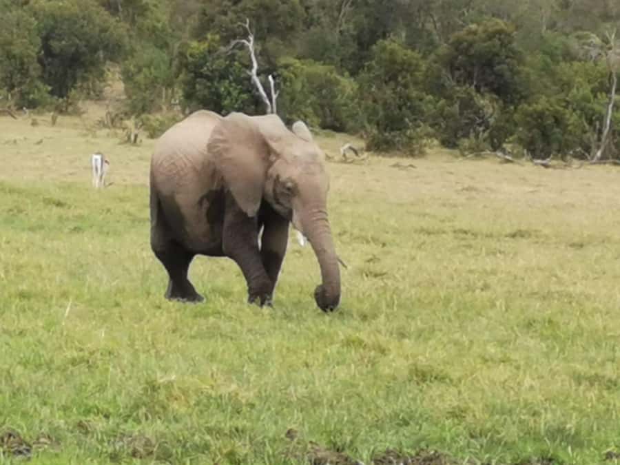 Amboseli Wildlife Day Tour And Masai Village Visit - Game drives beneath the mountain