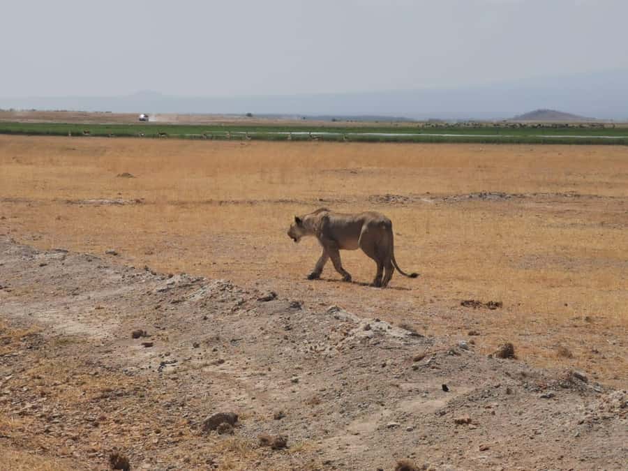Amboseli Wildlife Day Tour And Masai Village Visit - Observation Hill and the park’s wide view