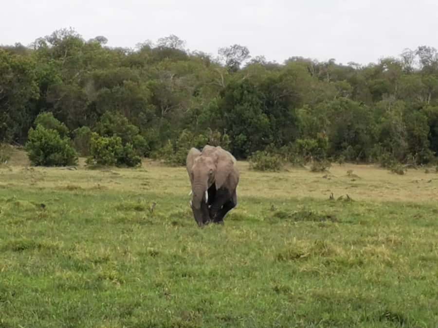 Amboseli Wildlife Day Tour And Masai Village Visit - Who will enjoy this day most