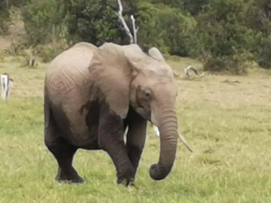 Amboseli Wildlife Day Tour And Masai Village Visit - Leaving Nairobi at 5am