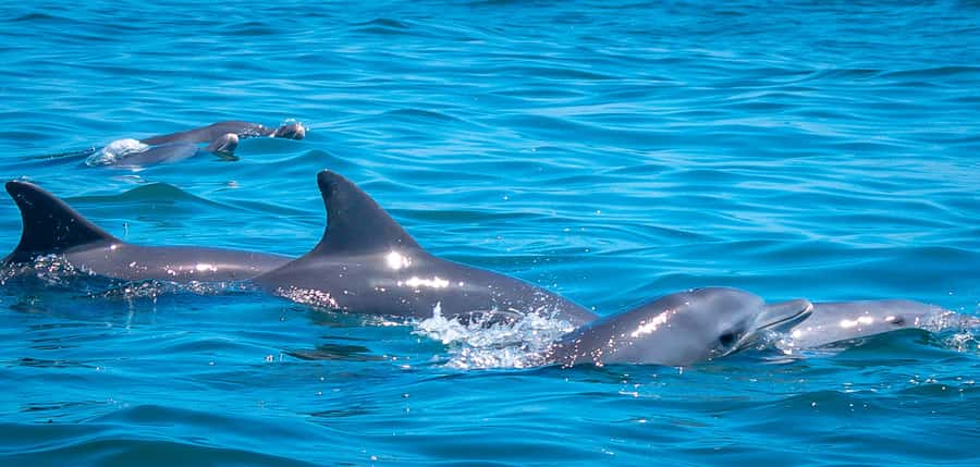 Blue Safari: Snorkeling at Watamu Marine Park & Seafood - Key points to know before booking
