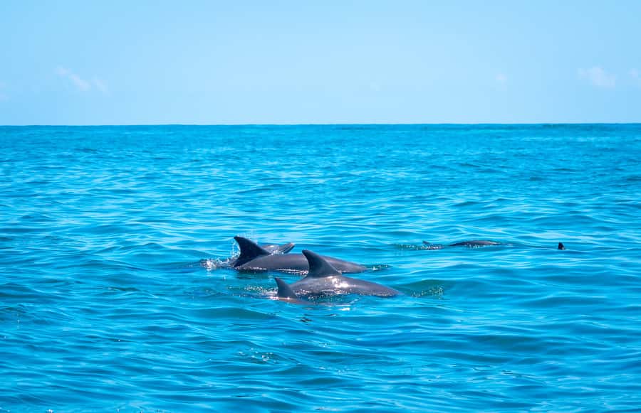 Blue Safari: Snorkeling at Watamu Marine Park & Seafood - The island seafood lunch