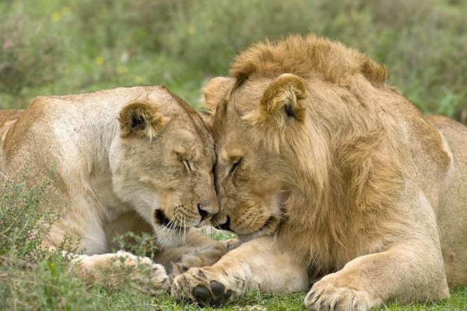 Classic Best Adventure In Kenya And Tanzania 2025 - Key points to know before booking