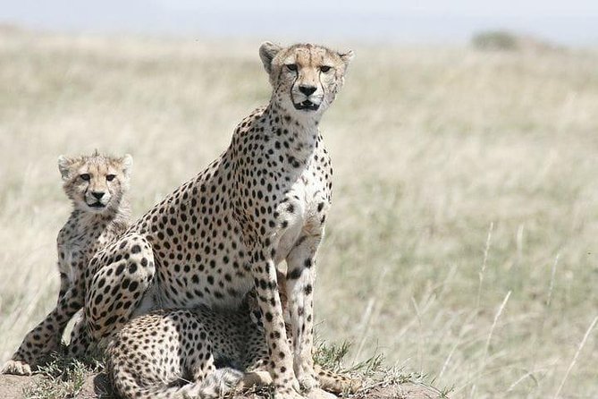 Classic Best Adventure In Kenya And Tanzania 2025 - What the $5,940 price really buys you