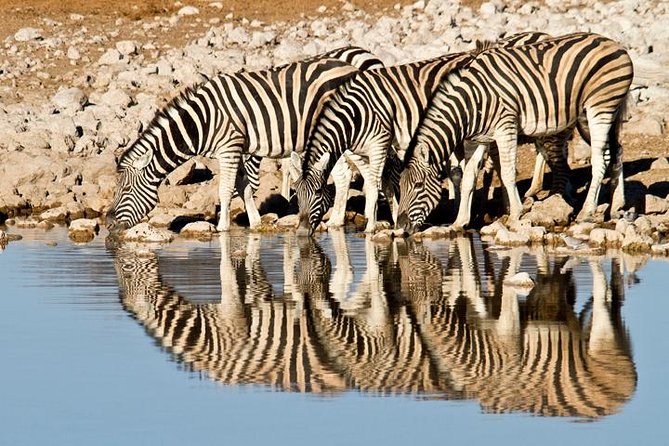 Classic Best Adventure In Kenya And Tanzania 2025 - Two game drives in Amboseli
