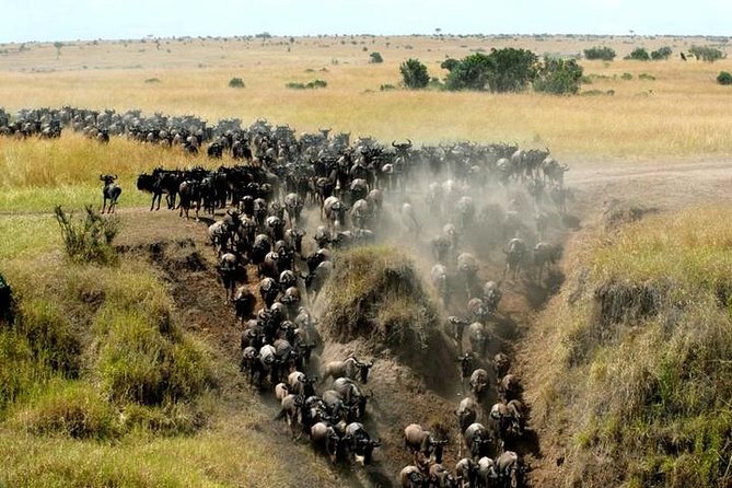 Classic Best Adventure In Kenya And Tanzania 2025 - Crossing into Tanzania at Namanga