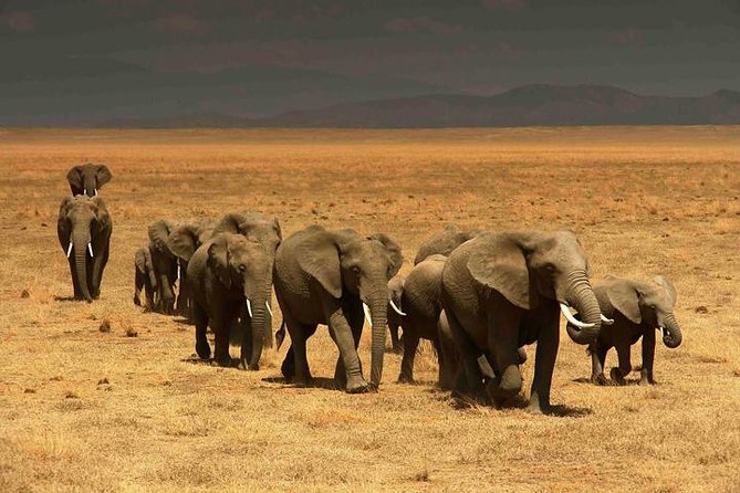 Classic Best Adventure In Kenya And Tanzania 2025 - A full day in the Serengeti