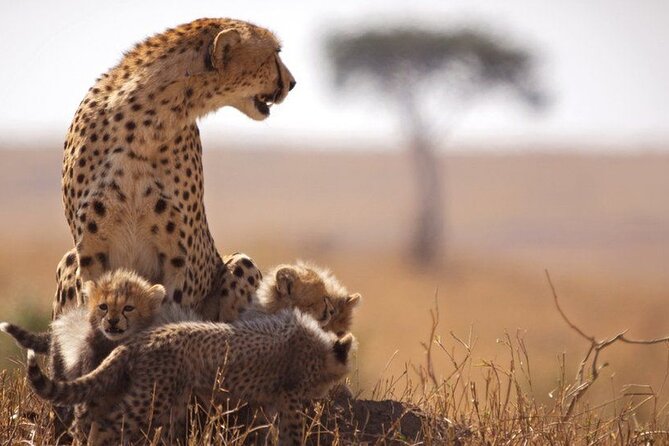 Classic Best of Kenya - What this seven-day Kenya route does well