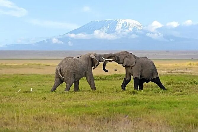 Classic Best of Kenya - Days 5 and 6: Amboseli elephants under Kilimanjaro