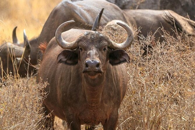 Classic Best of Kenya - Days 2 and 3: Two full chances in the Maasai Mara