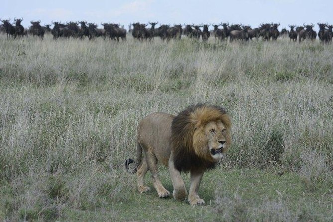 Classic Luxury 4 X 4 Masai Mara Safari - Day 4: Back through the Rift Valley to Nairobi