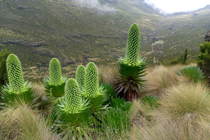 Climbing Mount Kenya 5 Days Via Chogoria Route - Day 2: Wildlife, Lake Ellis, and the first high camp