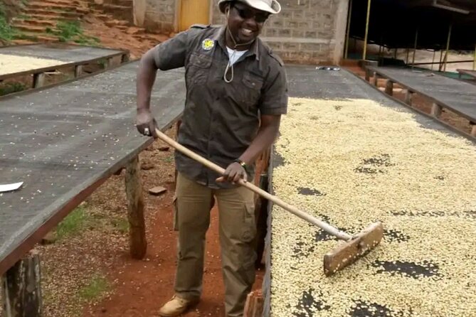 Coffee farm tour, coffee roasting and tasting experience - Price, transport, and the rough final road