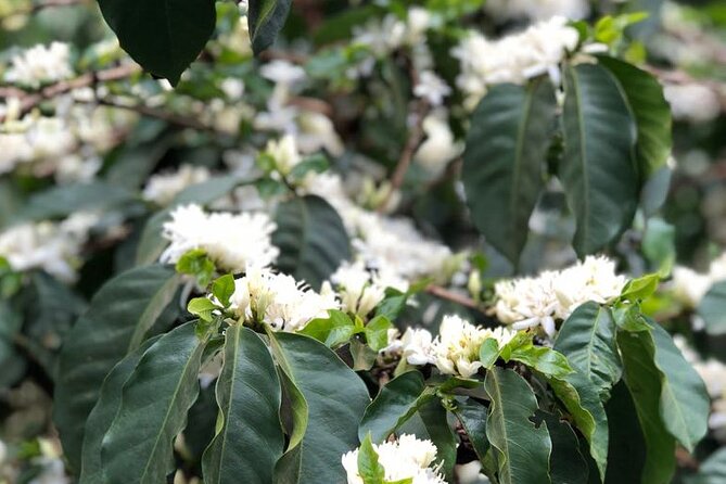 Coffee farm tour, coffee roasting and tasting experience - Who will enjoy this coffee farm tour
