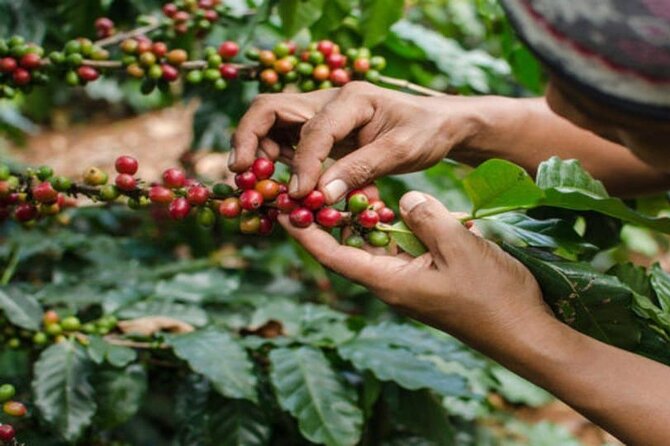 Coffee Farm Tour (Fairview) - Key points before you book