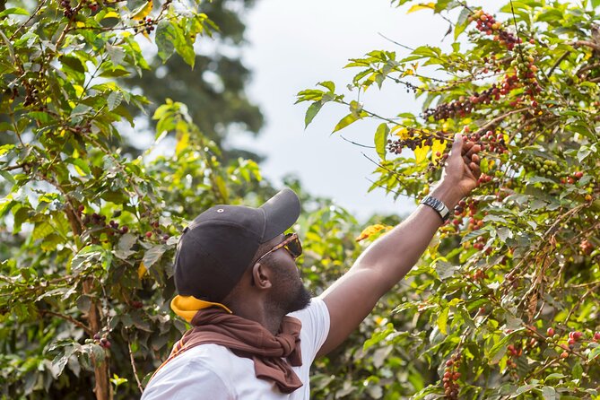 Coffee Farm Village & Factory Half Day Tour with Pick-Up - Leaving Nairobi for Kenya’s coffee country