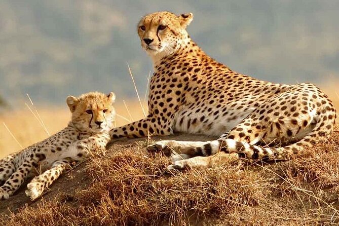 Daily departures 3 days masai mara by landcruiser - What this three-day Maasai Mara trip is really like