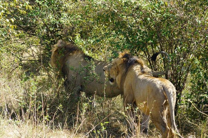 Daily departures 3 days masai mara by landcruiser - Day 1: arrival and the first afternoon drive