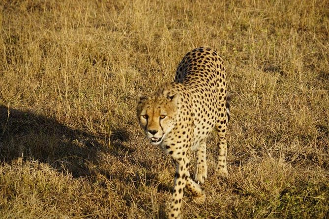 Daily departures 3 days masai mara by landcruiser - Day 3: one last drive before Nairobi