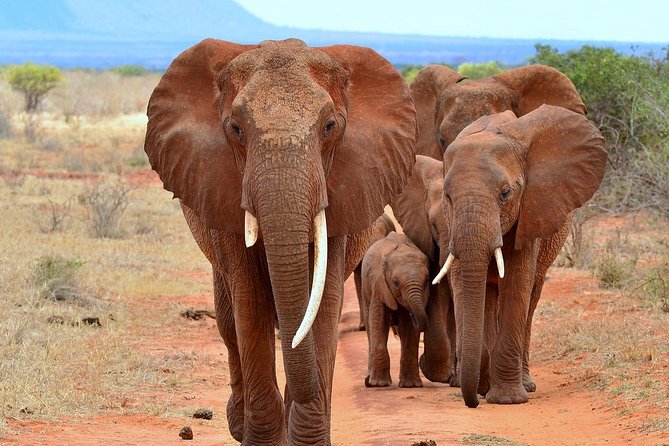 David Sheldrick Elephant Orphanage Half-Day Tour in Nairobi - Why the feeding session matters