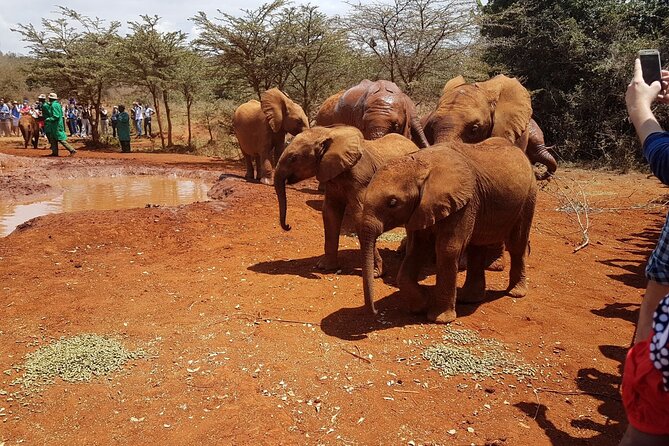 David Sheldrick Elephant Orphanage Half-Day Tour in Nairobi - Conservation lessons behind the cute moments