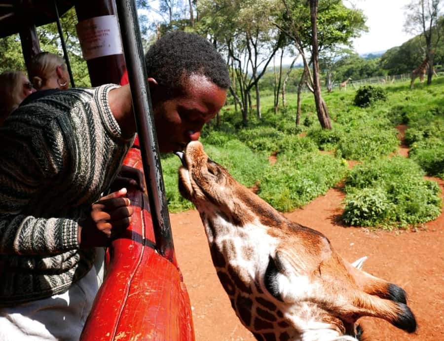 David Sheldrick Wildlife Trust & Giraffe Center with Lunch - Key points to know before you book