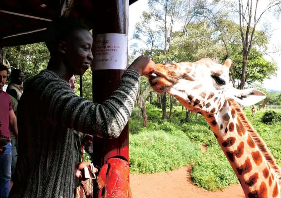 David Sheldrick Wildlife Trust & Giraffe Center with Lunch - Giraffe Centre: a close encounter with a very tall neighbor