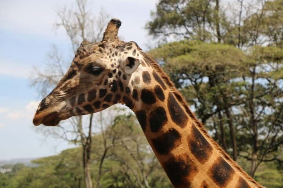 David Sheldrick Wildlife Trust & Giraffe Center with Lunch - Booking advice and final verdict