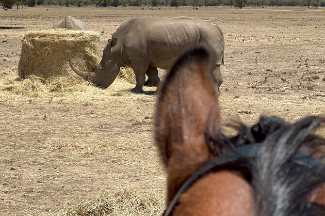 Day safari to Olpejeta Rhino conservancy - The guide can shape the whole day