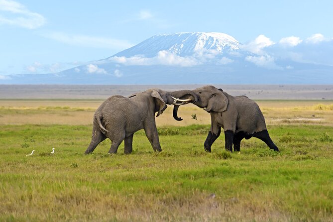 Day Tour - Amboseli National Park From Nairobi - Key points to know before booking