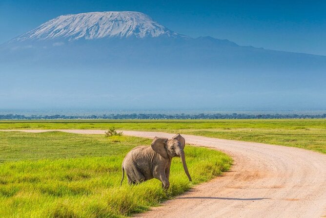 Day Tour - Amboseli National Park From Nairobi - Morning game drive among Amboseli’s elephants