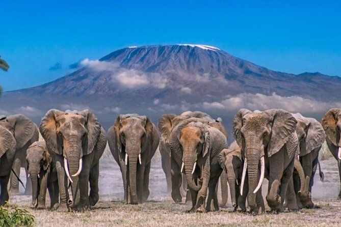 Day Tour - Amboseli National Park From Nairobi - Afternoon wildlife search and the return to Nairobi