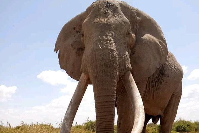 Day Tour - Amboseli National Park From Nairobi - Who will enjoy this tour most