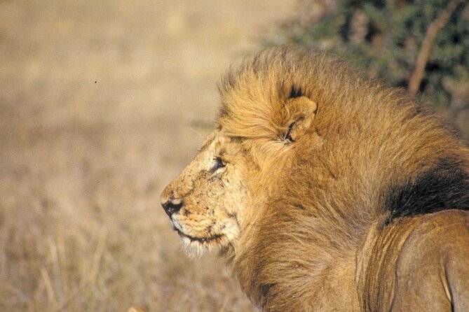 Day Tour at Nairobi National Park and Giraffe Centre - Lunch and the change of pace at the Giraffe Centre