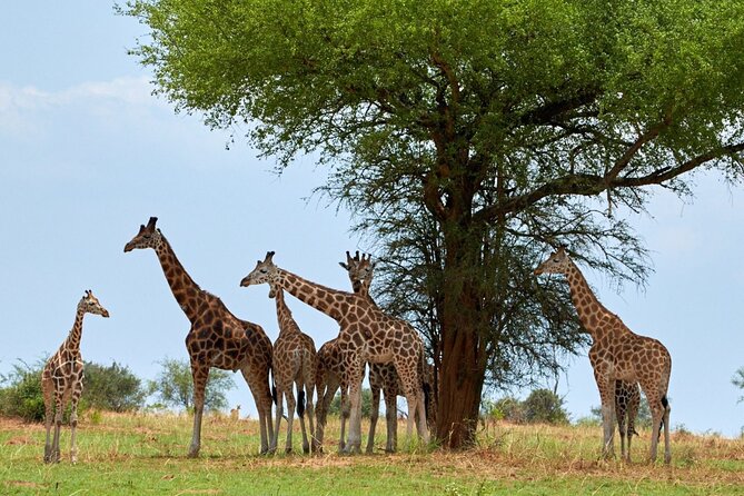 Day Tour at Nairobi National Park and Giraffe Centre - The optional Kobe Beads Factory visit