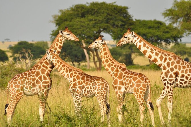 Day Tour at Nairobi National Park and Giraffe Centre - What the $78 price really covers