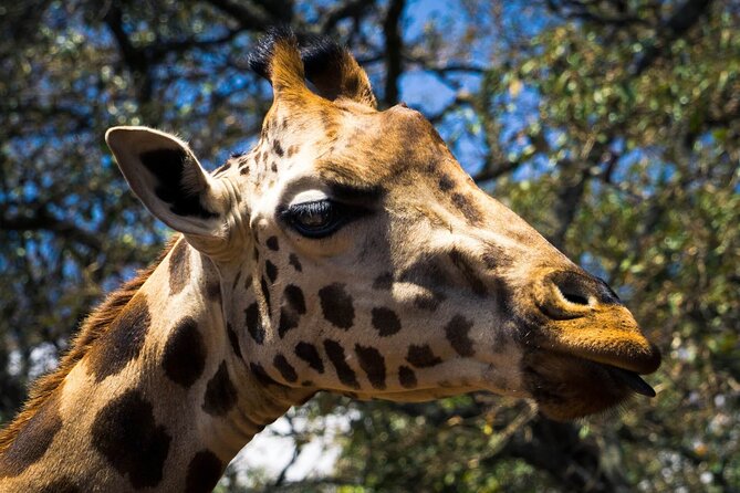 Day Tour at Nairobi National Park and Giraffe Centre - Guide support and family suitability