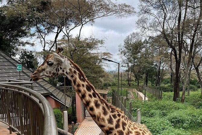 Day Tour at Nairobi National Park and Giraffe Centre - What makes Nairobi National Park special