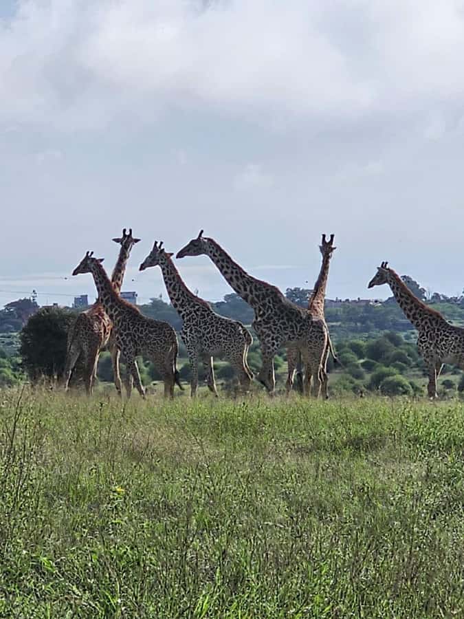 Day tour Hells gate and lake Naivasha from Nairobi - FAQ
