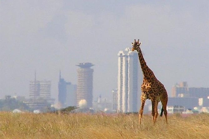 Day Tour Nairobi National Park - Key points to know before you book