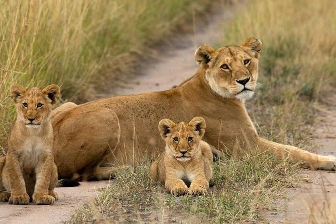 Day Tour Nairobi National Park - The 7:00 am pickup and the value of hotel transfers