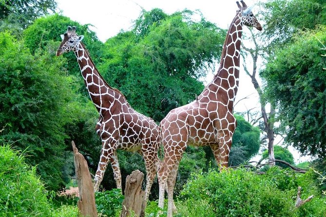 Day Tour Nairobi National Park - Group size, comfort, and the practical details