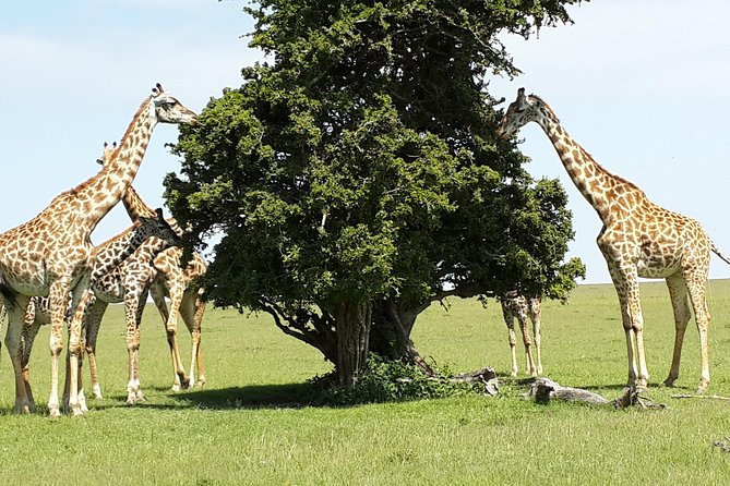 Day Tour Nairobi National Park - How to make the most of your animal sightings