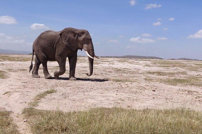 Day Tour to Amboseli National Park - Lunch at Oltukai Lodge