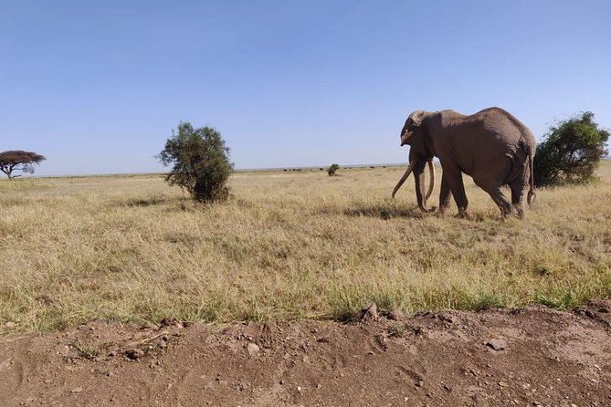 Day Tour to Amboseli National Park - The Ride Home and the Real Cost of a One-Day Safari